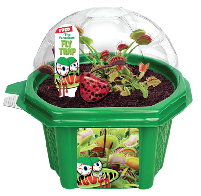 Picture of Micro Dome Terrarium - Flytrap