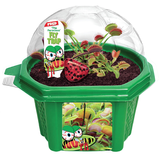Picture of Micro Dome Terrarium - Flytrap